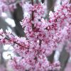 Eastern Redbud #7 - Image 2